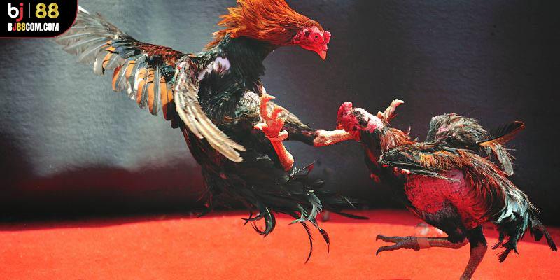 Đá Gà Cựa Dao BJ88 - Mãn Nhãn Với các Trận Đấu Nảy Lửa