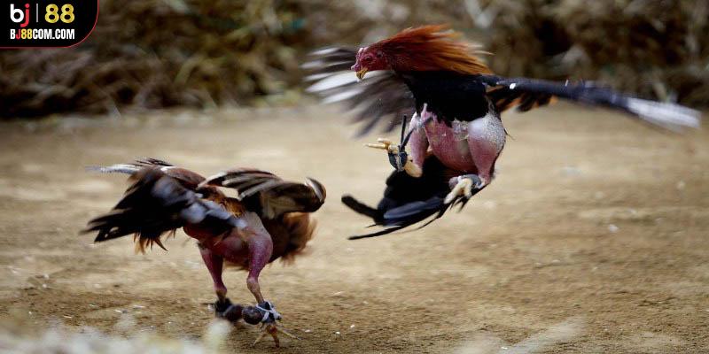 Đá Gà Cựa Sắt Bj88: Trải Nghiệm Khó Quên Với Mọi Dân Chơi