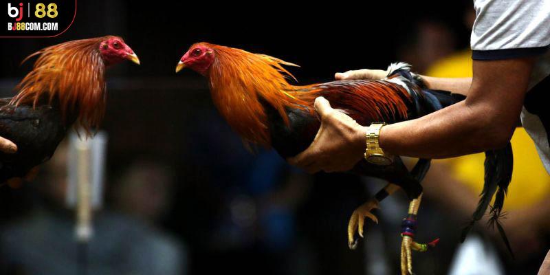 Đá Gà Thomo BJ88 - Trải Nghiệm Trận Đấu Kịch Tính Và Hồi Hộp