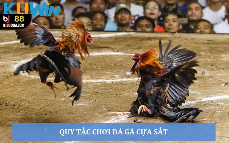 Đá Gà Cựa Sắt Kuwin - Mãn Nhãn Với Các Trận Đấu Máu Lửa